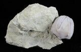 Blastoid (Pentremites) Fossil - Illinois #60105-1